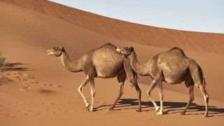 بالحسانية.. حمان الرأس أو الجنون الخفيف