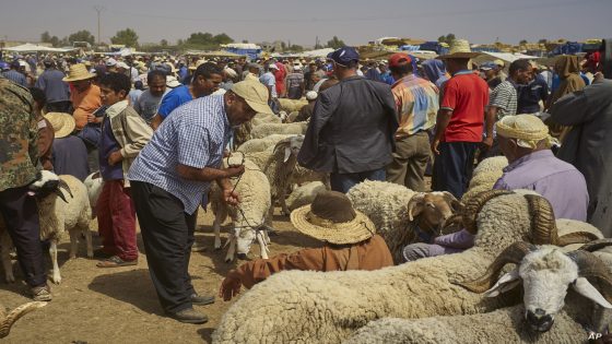 A merchant waits for buyers in Lagfaf market before celebrating the Muslim feast of Eid al-Adha at Lagfaf market near Khouribga central Morocco, Tuesday, Sept. 7, 2016. Eid al-Adha, or the Feast of the Sacrifice, marks the willingness of the Prophet Ibrahim (Abraham to Christians and Jews) to sacrifice his son. During the holiday, which in most places lasts four days, Muslims slaughter sheep and cattle, distribute part of the meat to the poor and eat the rest. (AP Photo/Abdeljalil Bounhar)