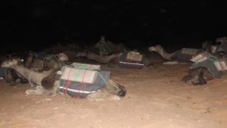 إجهاض عملية تهريب للمخدرات محملة على الجمال