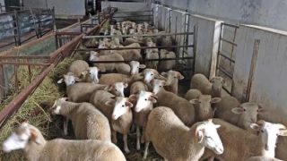 20 شاحنة محملة بالخروف الإسباني تصل إلى ميناء طنجة قادمة من ميناء الجزيرة الخضراء