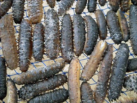 العيون… حجز كميات مهمة من خيار البحر المحظور اصطياده