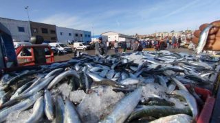 رئيس تجار السمك بالجملة: ارتفاع الأسعار يبدأ بعد مغادرة أسواق الجملة