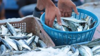 حراك السردين يثور ضد جشع الاحتكار