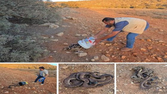 نيوز 🚨 إطلاق 700 أفعى كوبرا بضواحي مراكش لحماية التوازن البيئي!
