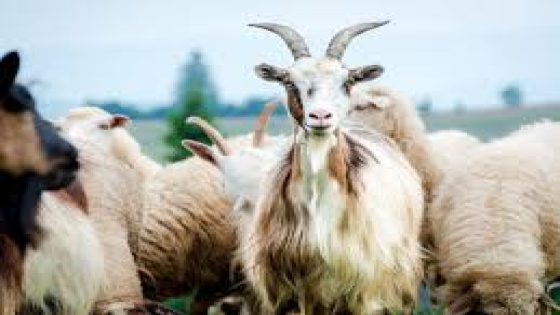صفقة لتوريد 250 رأسا من الماعز بقيمة 6500 درهم للرأس الواحد، تثير الجدل بسبب الأسعار المرتفعة