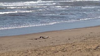 الصويرة.. البحر يلفظ جثة مجهولة الهوية بسقالة أسفي