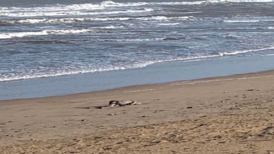 الصويرة.. البحر يلفظ جثة مجهولة الهوية بسقالة أسفي