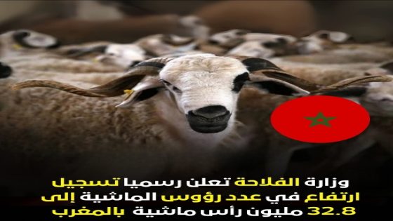 وزارة الفلاحة توقف الإعفاء الجمركي على استيراد الأغنام بعد ارتفاع القطيع الوطني إلى 33 مليون رأس