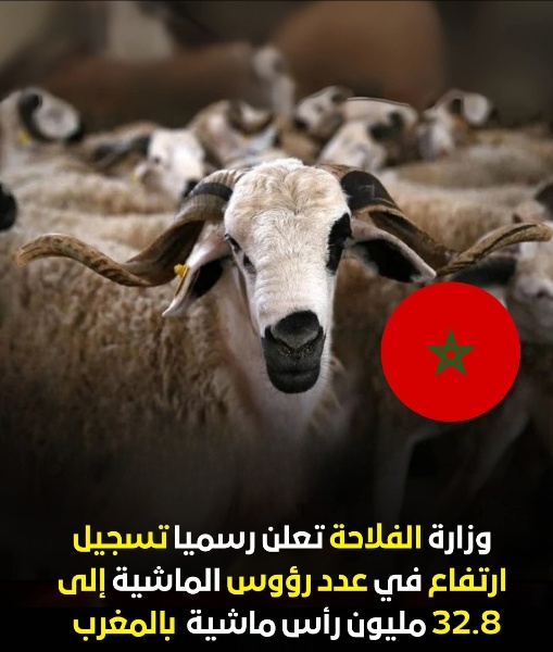 وزارة الفلاحة توقف الإعفاء الجمركي على استيراد الأغنام بعد ارتفاع القطيع الوطني إلى 33 مليون رأس