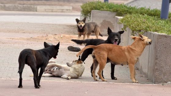 المغرب أمام انتقادات حقوقية بسبب الكلاب الضالة مع اقتراب مونديال 2030