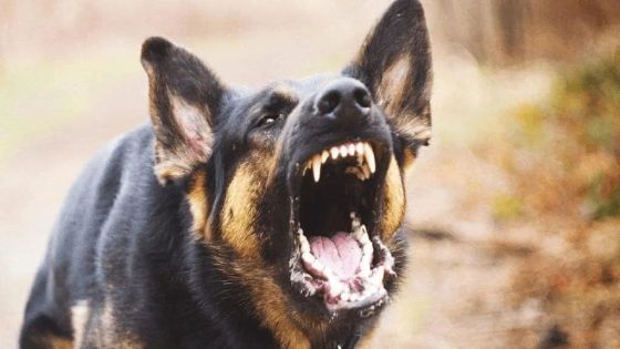 هجوم كلاب ضالة على طفلة يثير رعب الساكنة ويدفع لمطالب عاجلة بالتدخل