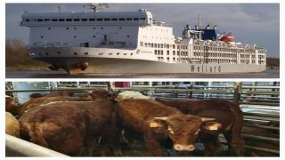 الجمارك تحجز باخرتين محملتين بـ4500 رأس من الأبقار بميناء الدار البيضاء بسبب نزاع ضريبي