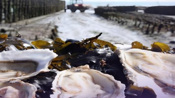 الداخلة: رفع الحظر عن جمع وتسويق الصدفيات والمحار في عدة مناطق بحرية