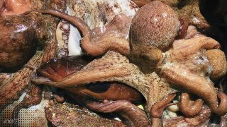 {"remix_data":[],"remix_entry_point":"challenges","source_tags":["local"],"origin":"unknown","total_draw_time":0,"total_draw_actions":0,"layers_used":0,"brushes_used":0,"photos_added":0,"total_editor_actions":{},"tools_used":{"transform":1,"effects":2,"addons":1},"is_sticker":false,"edited_since_last_sticker_save":true,"containsFTESticker":false}