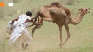 توقيف مجموعة من الأشخاص يشتبه في تورطهم في سرقة الإبل بصحاري الداخلة