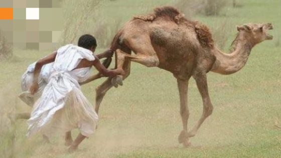 توقيف مجموعة من الأشخاص يشتبه في تورطهم في سرقة الإبل بصحاري الداخلة