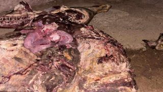 شكاية بكلميم تثير الجدل حول الوضع الصحي بالمجزرة الحضرية