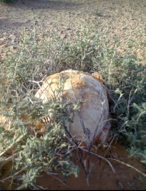 FB IMG 1766399850838 - شطاري نيوز