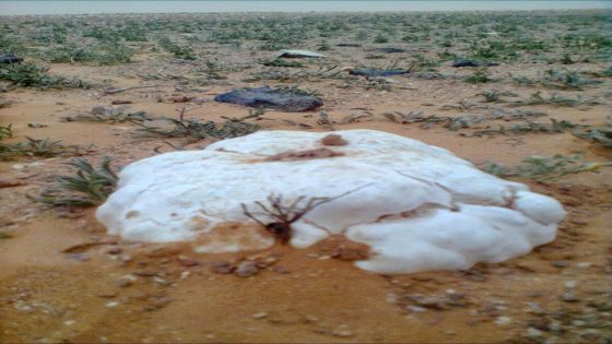 الكمأ الصحراوي (الترفاس): نعمة نادرة وفوائد متعددة