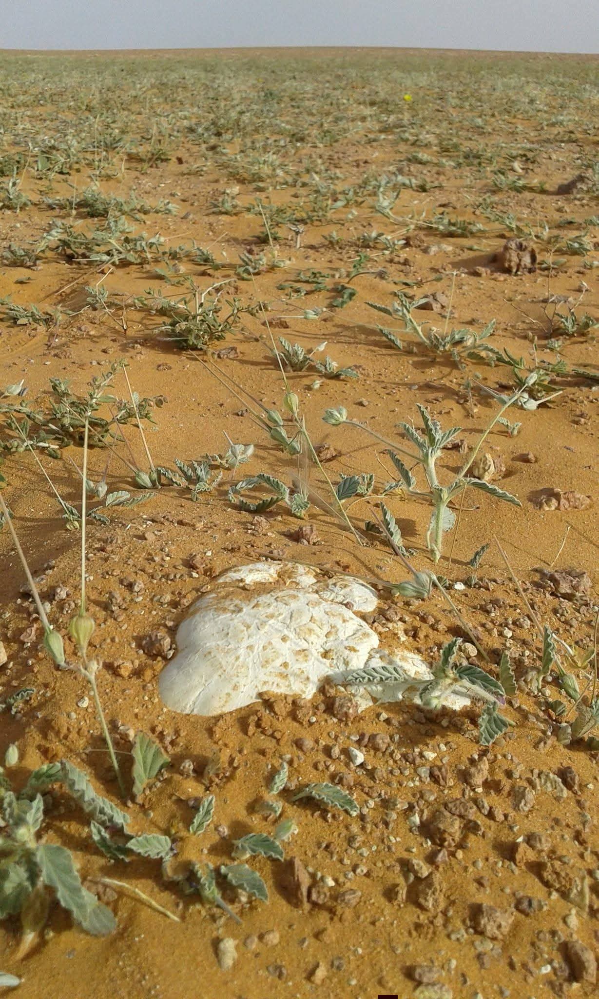 FB IMG 1766399877908 - شطاري نيوز