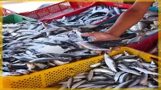 ارتفاع أسعار السردين يطرح أسئلة حول اختلالات السوق ونجاعة السياسات العمومية.