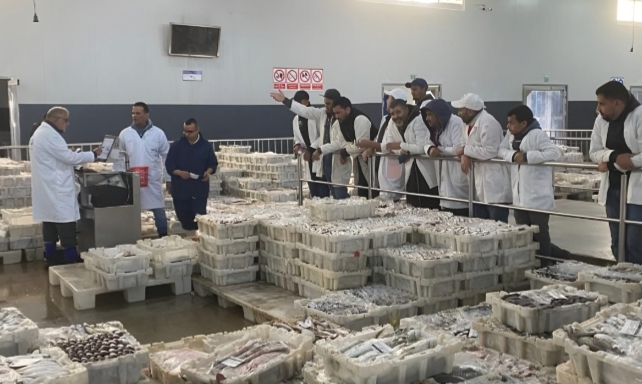 استئناف مرتقب لصيد الأخطبوط بالمصيدة الجنوبية بعد رفع الإغلاق الاحترازي.