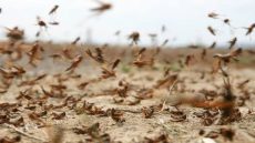 الفاو تحذر من تهديد وشيك لأسراب الجراد في شمال إفريقيا والمغرب يسرع وتيرة التدخل.