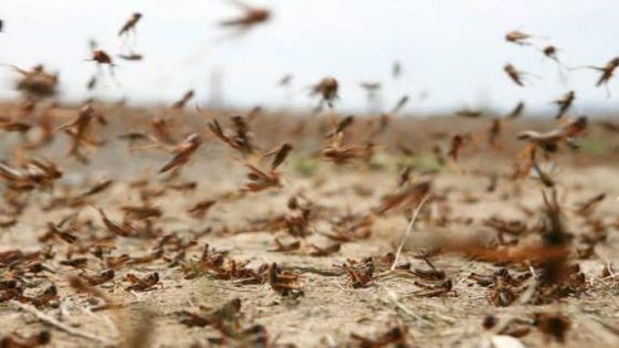 الفاو تحذر من تهديد وشيك لأسراب الجراد في شمال إفريقيا والمغرب يسرع وتيرة التدخل.