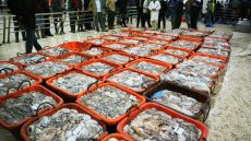 بوجدور: مندوب المكتب الوطني لصيد بقرية سيدي الغازي يقف رفقة مسوؤلي مندوبية الصيد على الترتيبات الميدانية لانطلاق موسم الأخطبوط