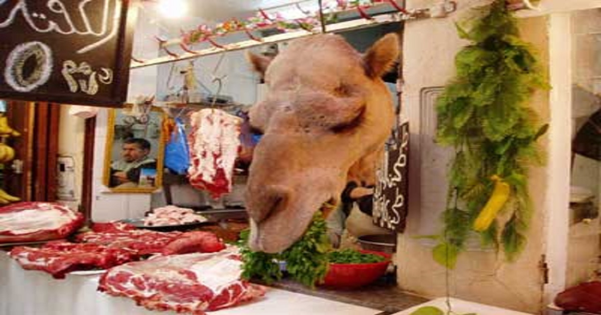  الابل - شطاري نيوز