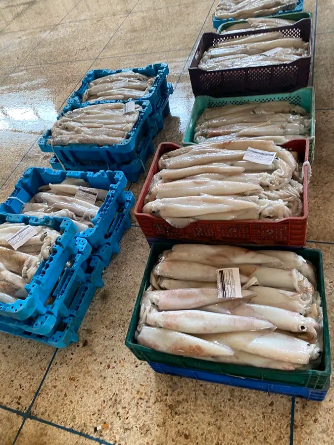 فاتح يوليوز موعد استئناف صيد الأخطبوط بالمصيدة الجنوبية بعد انتهاء الراحة البيولوجية.