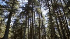 Oplus_131072