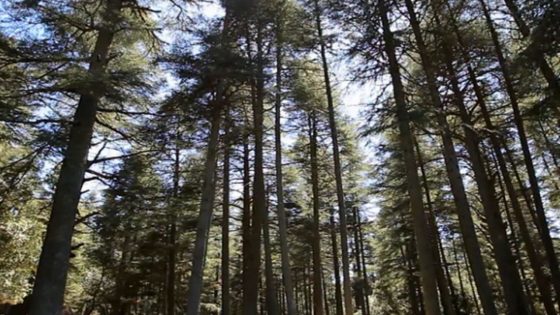 Oplus_131072